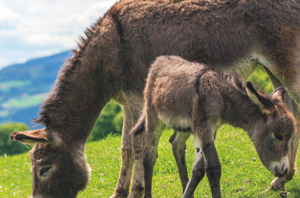 Les Fermiers en Herbe à Lanvéoc