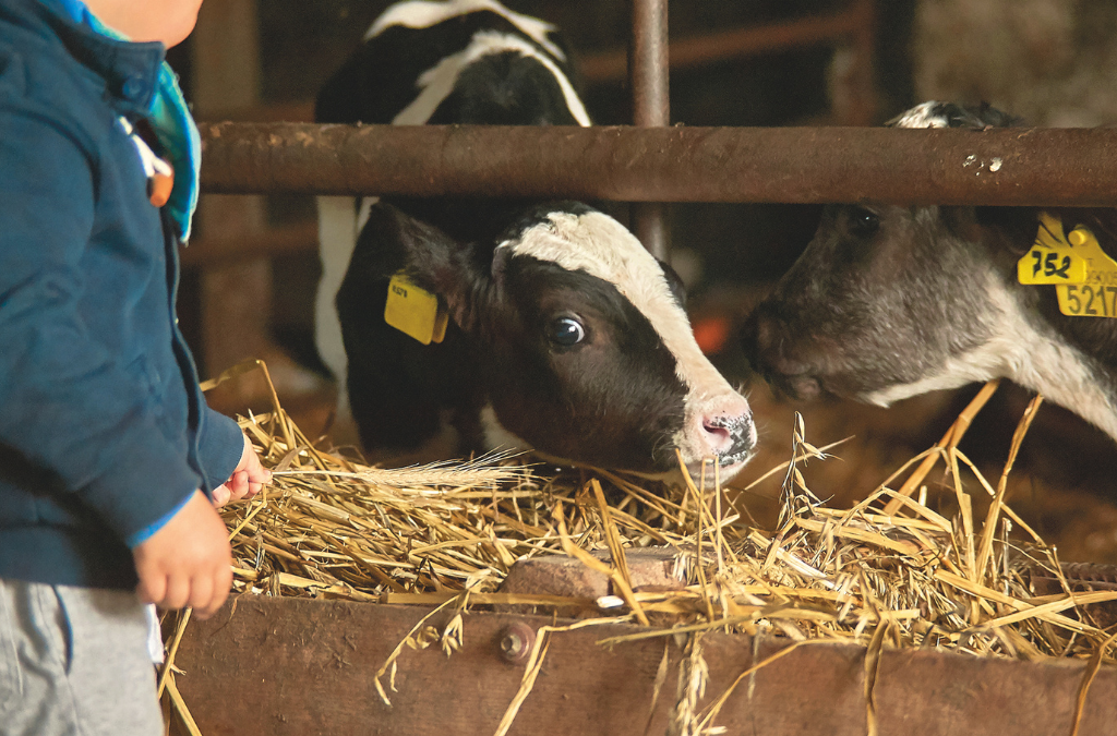 Passion Animale à Belle-Isle-en-Terre