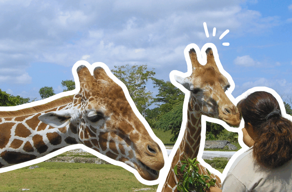 Sortie au Zoo « Les Terres de Nataé »
